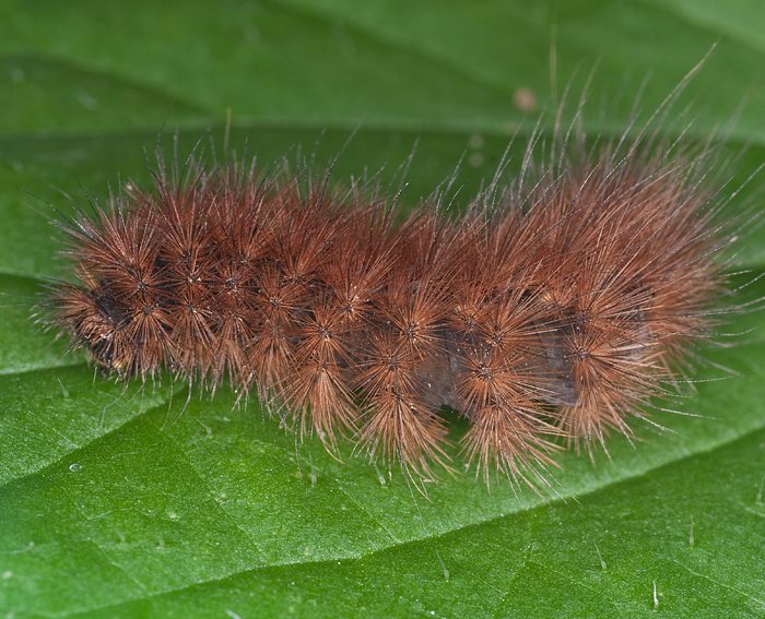 Zimtbr (Phragmatobia fuliginosa) Raupe