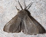 Grauer Fleckleibbr (Diaphora mendica) [2705 views]
