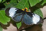 (Heliconius cydno)<br> Nymphalidae [2919 views]