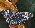 (Hamadryas amphinome)<br> Nymphalidae [3140 views]