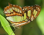 (Siproeta stelenes)<br> Nymphalidae [2941 views]