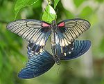 (Papillo memnon) Kopula<br> Ritterfalter (Papilionidae) [3024 views]