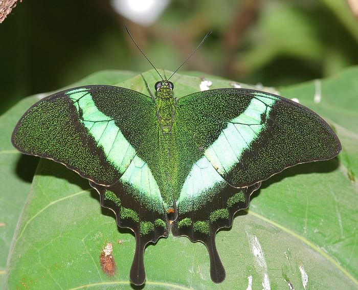 (Papilio palinurus)<br> Ritterfalter (Papilionidae)