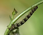 Leinkraut-Bltenspanner (Eupithecia linariata) Raupe [2115 views]