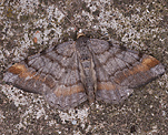 Violettgrauer Eckflgelspanner (Macaria liturata) [1835 views]