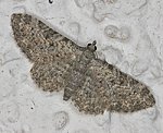 (Eupithecia semigraphata) [1547 views]