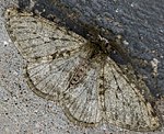 Schneespanner (Phigalia pilosaria) [1439 views]