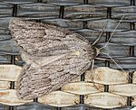 Schmalflgeliger Heidekrautspanner (Pachycnemia hippocastanaria) [1049 views]