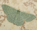 (Phaiogramma etruscaria) [827 views]