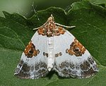 Milchweier Bindenspanner (Plemyria rubiginata) [2739 views]