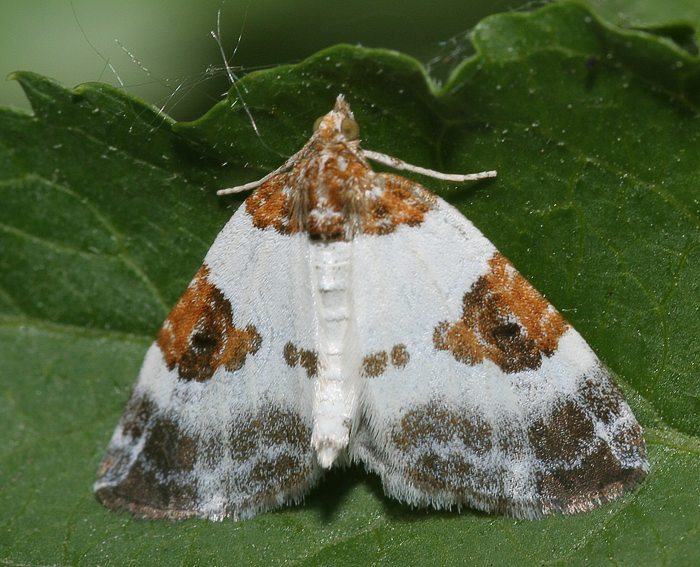 Milchweier Bindenspanner (Plemyria rubiginata)