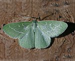 Smaragdspanner (Antonechloris smaragdaria) [2407 views]