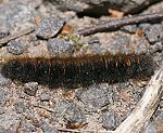 Brombeerspinner (Macrothylacia rubi) Raupe [2759 views]