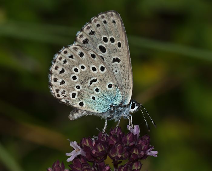 Quendel-Ameisenbluling (Maculinea arion)