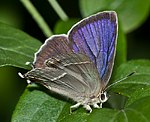 Blauer Eichenzipfelfalter (Neozephyrus quercus) [2448 views]