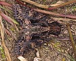 Dunkelbraune Waldrandeule (Blepharita satura) [1986 views]