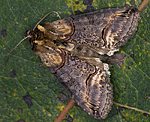 Dunkelgraue Nessel-Hckereule (Abrostola triplasia) [2193 views]