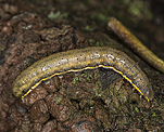 Vernderliche Krutereule (Lacanobia suasa) Raupe [896 views]