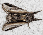 Pappel-Porzellanspinner (Pheosia tremula) [2105 views]
