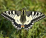 Schwalbenschwanz (Papilio machaon) [3326 views]