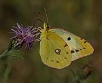 Goldene Acht (Colias Hyale) [2720 views]