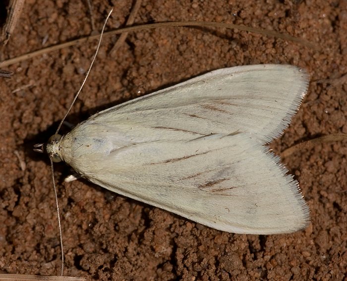 Mhrenznsler (Sitochroa palealis)