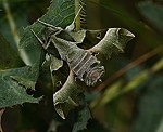 Nachtkerzenschwrmer (Proserpinus proserpina) [2475 views]