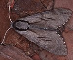 Kiefernschwrmer (Hyloicus pinastri) [3032 views]