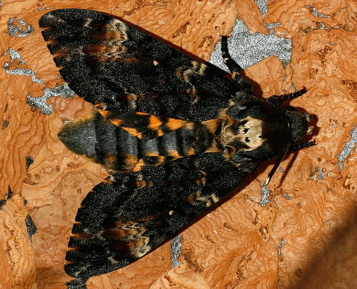 Totenkopfschwrmer (Acherontia atropos)