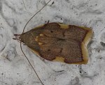(Carcina quercana)<br> Faulholzmotten (Oecophoridae) [1390 views]