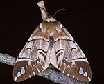 Birkenspinner (Endromis versicolora)<br> Birkenspinner (Endromidae) [1339 views]