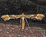 (Cnaemidophorus rhododactyla)<br> Federmotten (Pterophoridae) [795 views]
