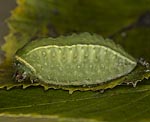 Groer Schneckenspinner (Apoda limacodes) Raupe <br> Schneckenspinner (Limacodidae) [1032 views]