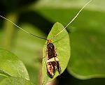 (Adela croesella)<br> Langhornmotten (Adelidae) [2893 views]
