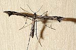 (Amblyptilia acanthadactyla)<br> Federmotten (Pterophoridae) [2592 views]