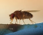 Taufliege (Drosophila melanogaster) [1916 views]