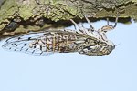 Mannazikade (Cicada orni) [2067 views]