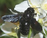 Holzbiene (Xylocopa violacea) [2539 views]