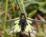 Libellen-Schmetterlingshaft (Libelloides coccajus) [2358 views]