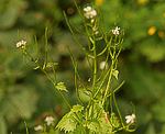 Knoblauchsrauke (Alliaria petiolata) [4366 views]