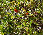 Erdbeerbaum (Arbutus unedo) [1220 views]
