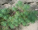 Zypressen-Wolfsmilch (Euphorbia cyparissias) [3854 views]
