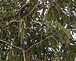 Johannisbrotbaum (Ceratonia siliqua) [1213 views]