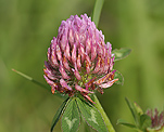 Rotklee (Trifolium pratense) [3833 views]