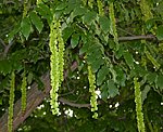Kaukasische Flgelnuss (Pterocarya fraxinifolia) [4918 views]