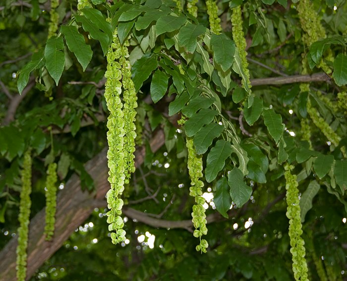 Kaukasische Flgelnuss (Pterocarya fraxinifolia)