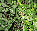 Liguster (Ligustrum vulgare) [3540 views]