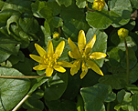Scharbockskraut (Ranunculus ficaria) [1869 views]