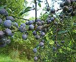 Schlehe (Prunus spinosa) [4072 views]