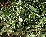 Weide (Salix viminalis), Korb- [4276 views]